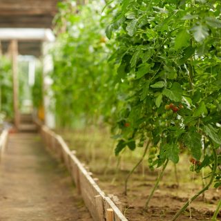 vegetable, gardening and farming concept - tomato seedlings growing at greenhouse